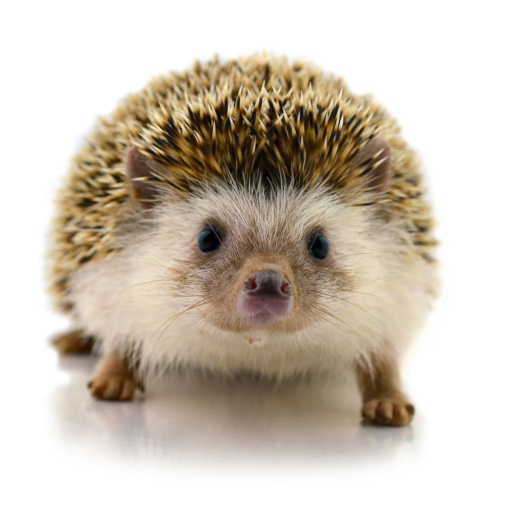 Hedgehog supplies hot sale store