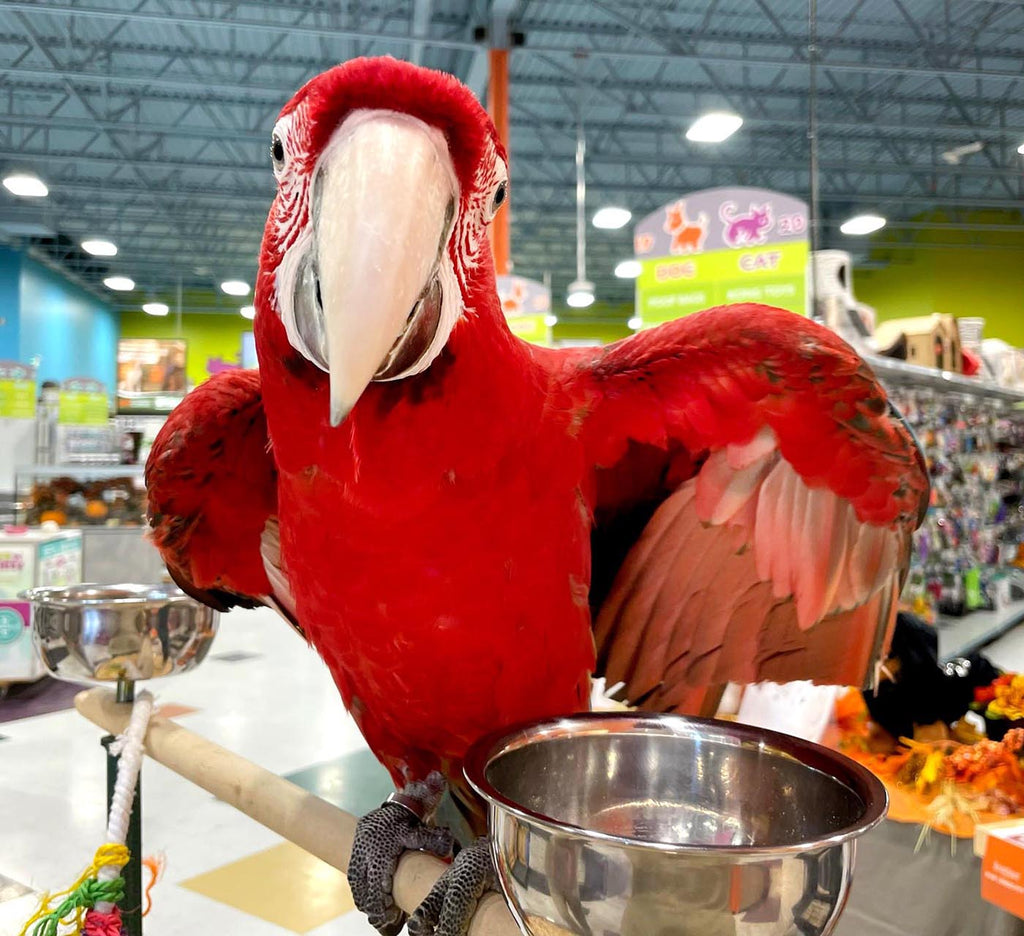 Green Wing Macaws and African Greys Take Center Stage at Petland Par Petland Canada