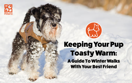 Keep Your Pup Toasty Warm: A Guide to Winter Walks with Your Best Friend