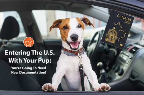 Entering the U.S. with Your Pup: You’re Going to Need New Documentation