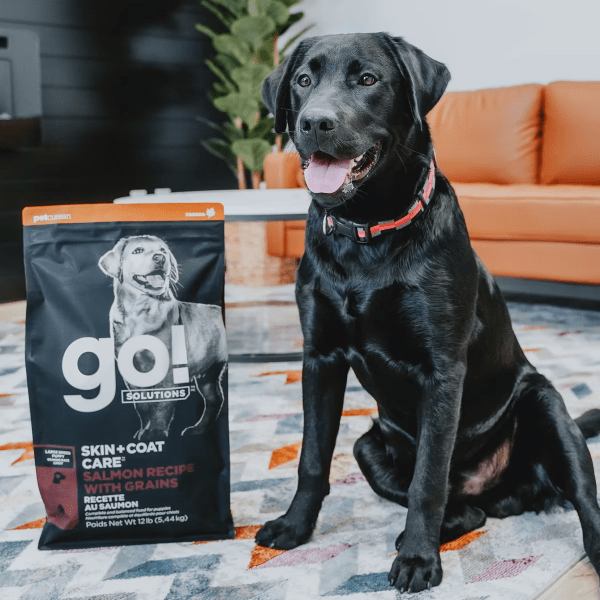 Dog food shop for black labs