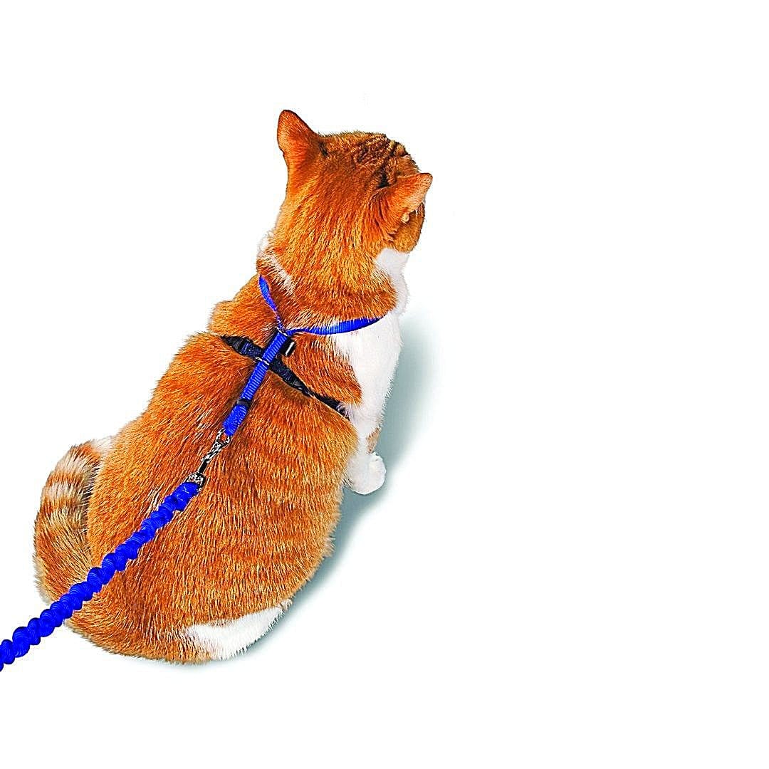 PetSafe Gentle Leader Come with Me Kitty Harness & Bungee Leash